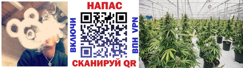 Бошки марихуана MAZAR Нижний Новгород